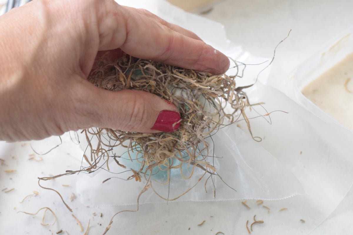 making a Spanish moss bird nest 