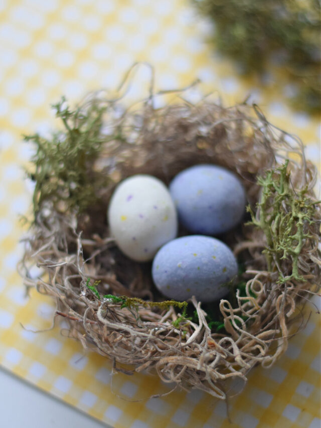 Spanish moss bird nest