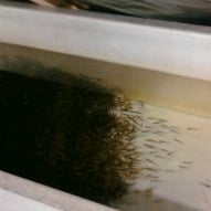 The DEP Fish Hatchery Pictures Review