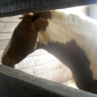 UCONN horse barn