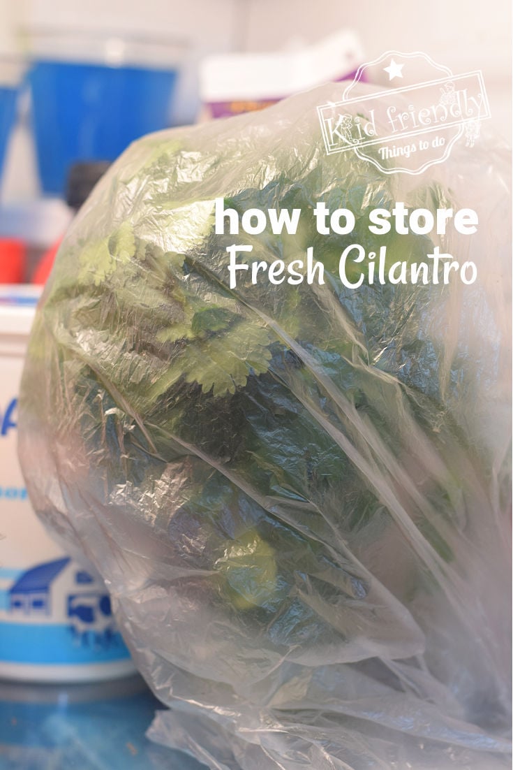 Storing fresh cilantro 