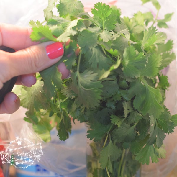 fresh cilantro hack 