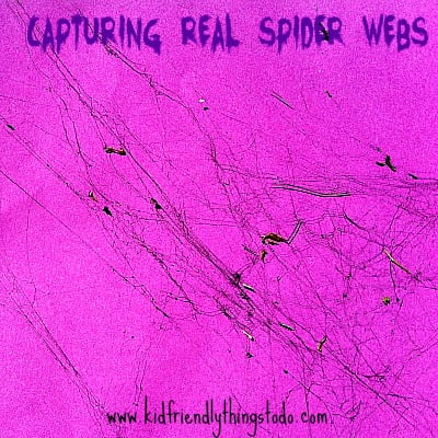 Capturing Real Spider Webs! This is a fun science activity, or just a cool Halloween decoration!