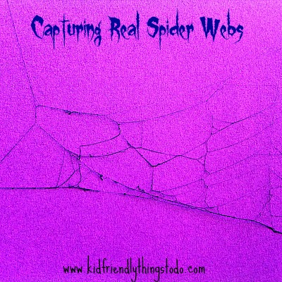 spider webs