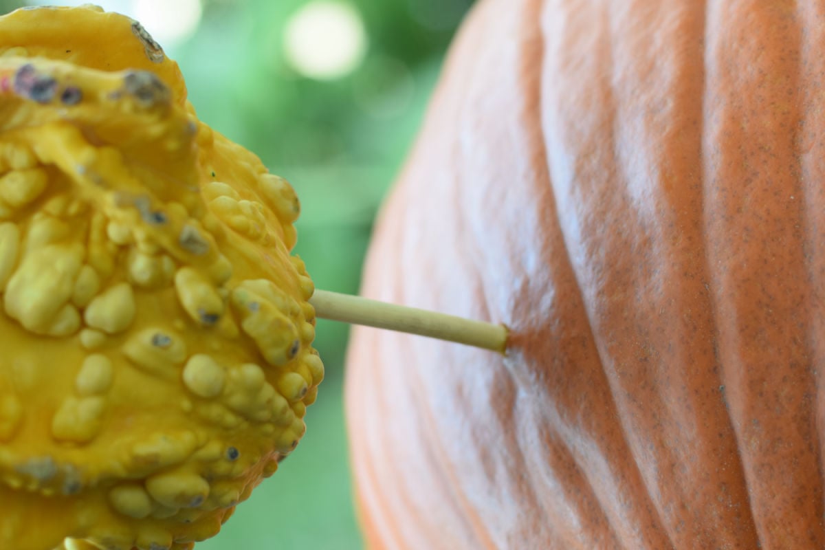 gourd and pumpkin