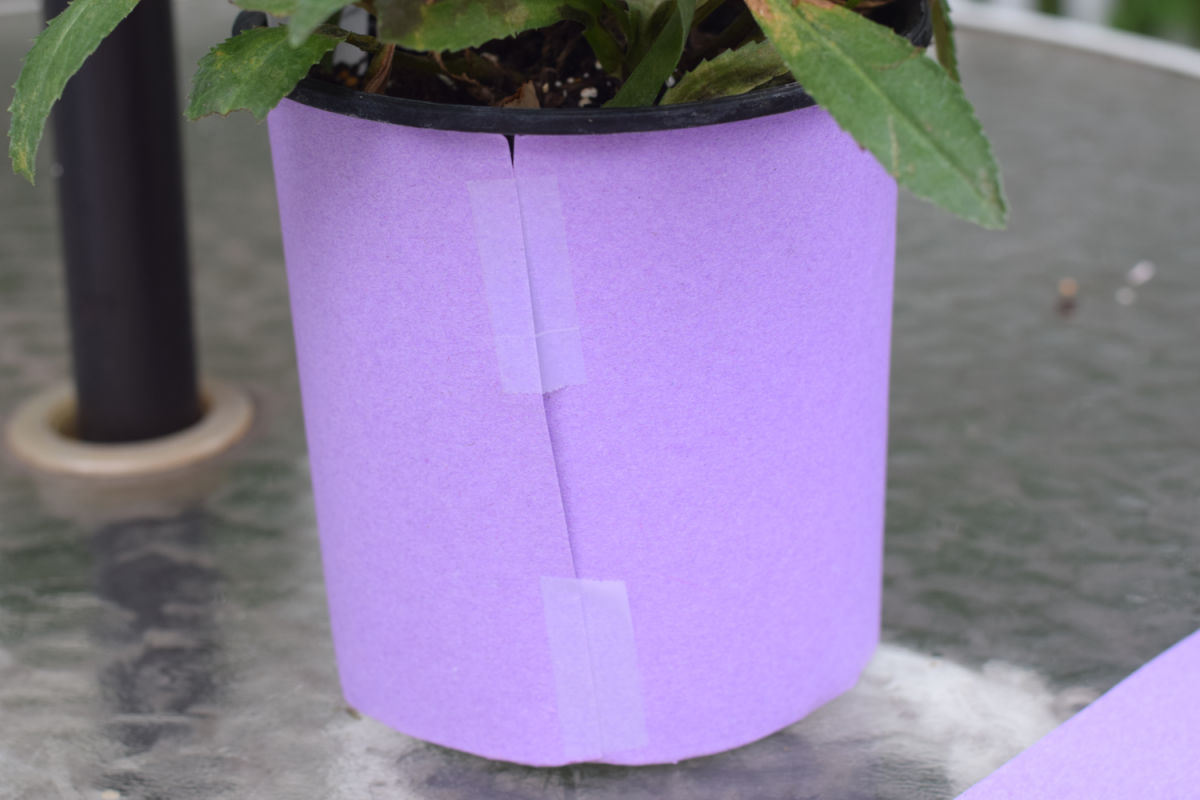 making a plant teacher gift