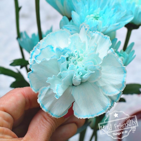 how-to-dye-flowers-step-by-step-diy-flower-crafts-petal-talk