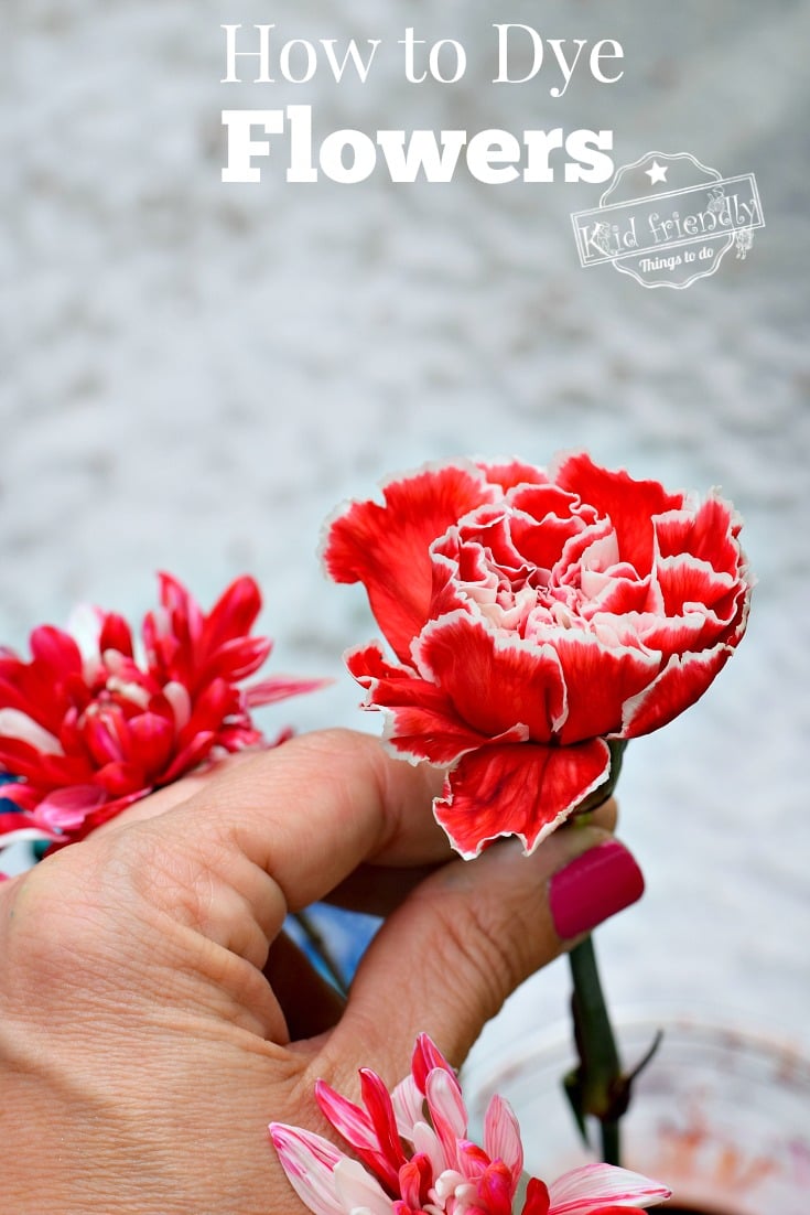 how to dye flowers with food coloring