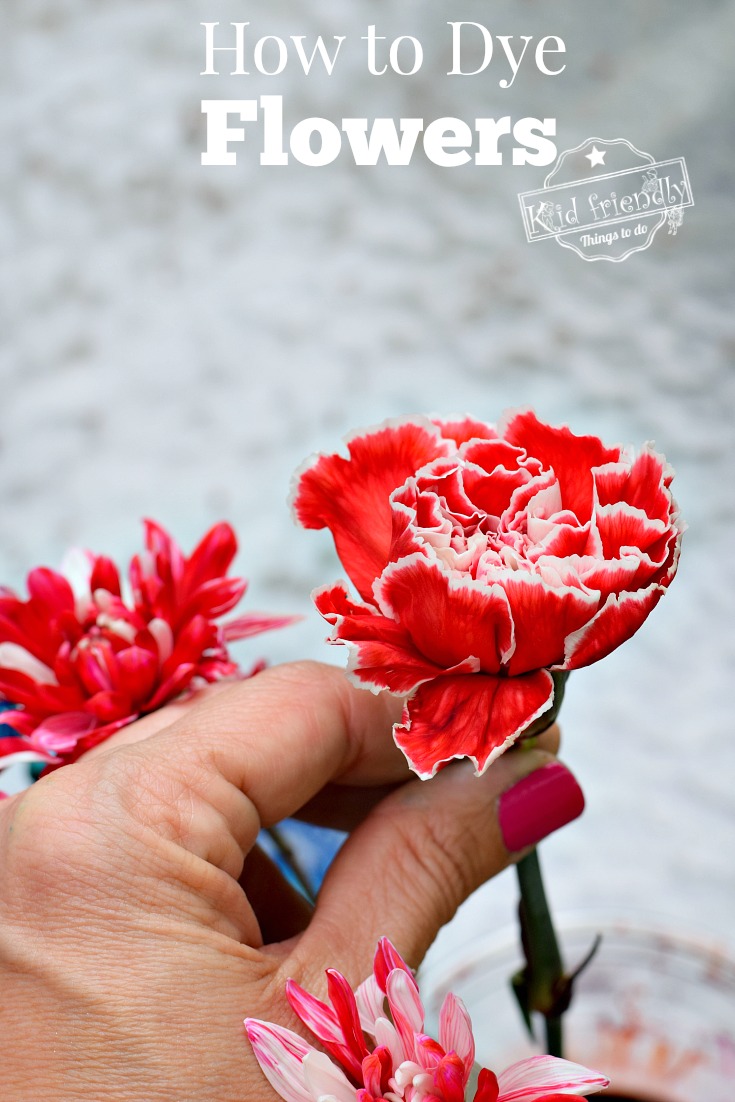 How to Dye Flowers {A Fun Activity with Kids!}