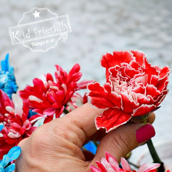 You are currently viewing How to Dye Flowers {Great Activity for Kids!} | Kid Friendly Things To Do