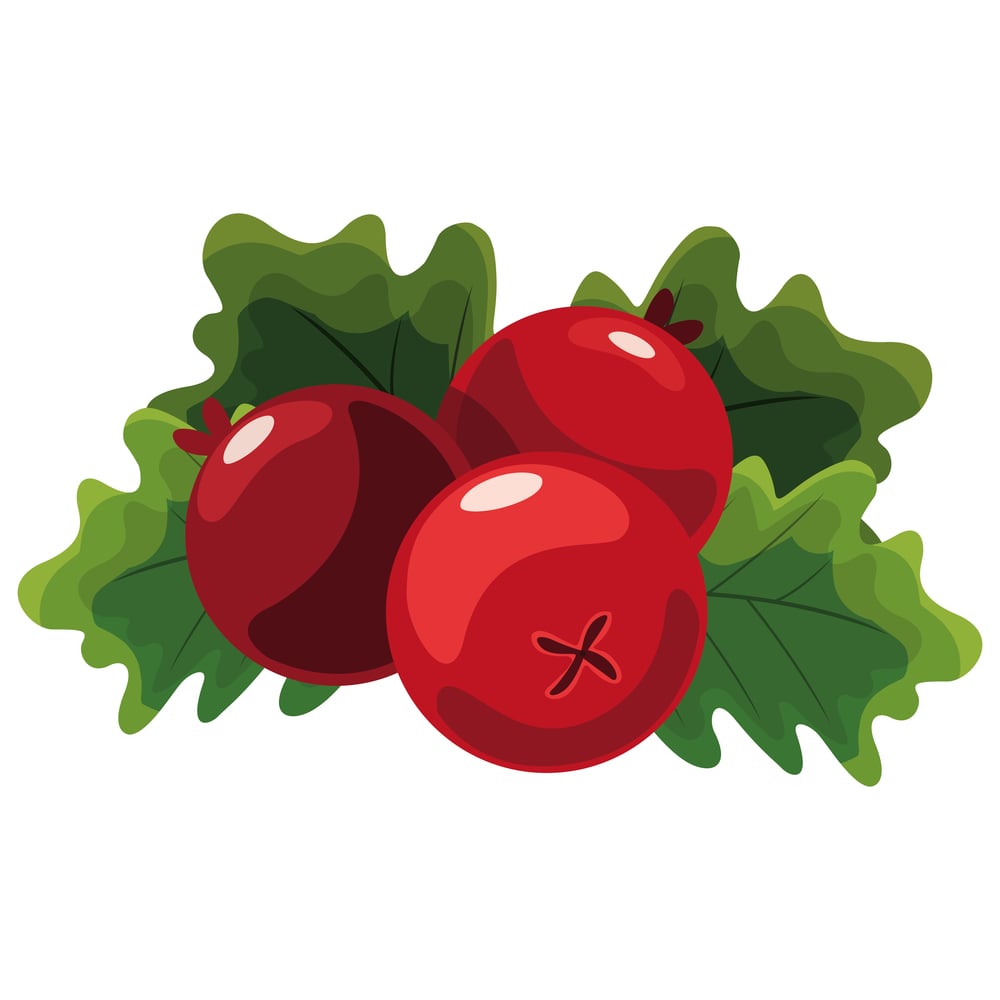 cranberry illustration icon