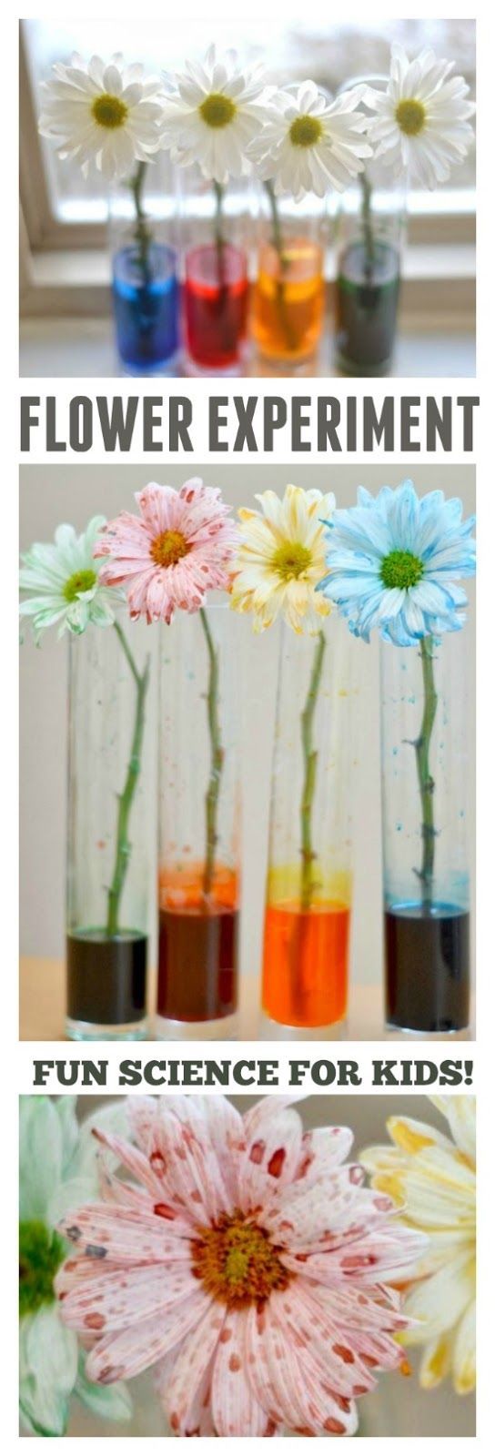 Over 15 Awesome Boredom Buster Fun Science Experiment Ideas to do With the Kids - perfect for summer, school and any day! They all look pretty easy to do with the kids. www.kidfriendlythingstodo.com