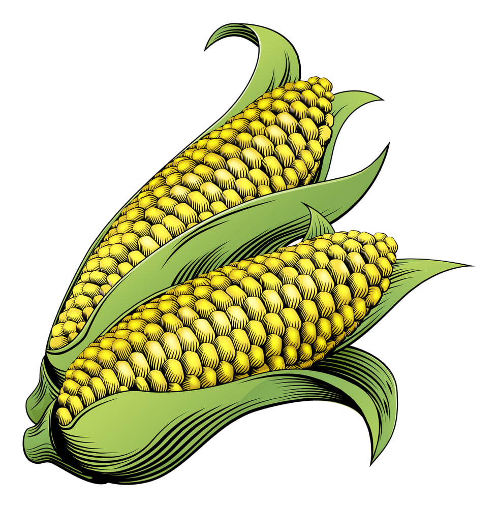 corn on the cob icon illustration