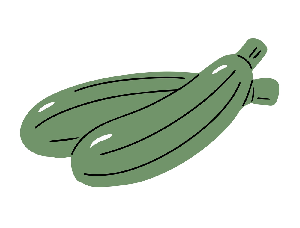 zucchini illustration icon