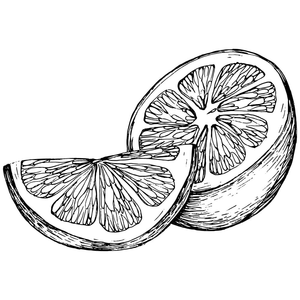 orange slices black and white illustration