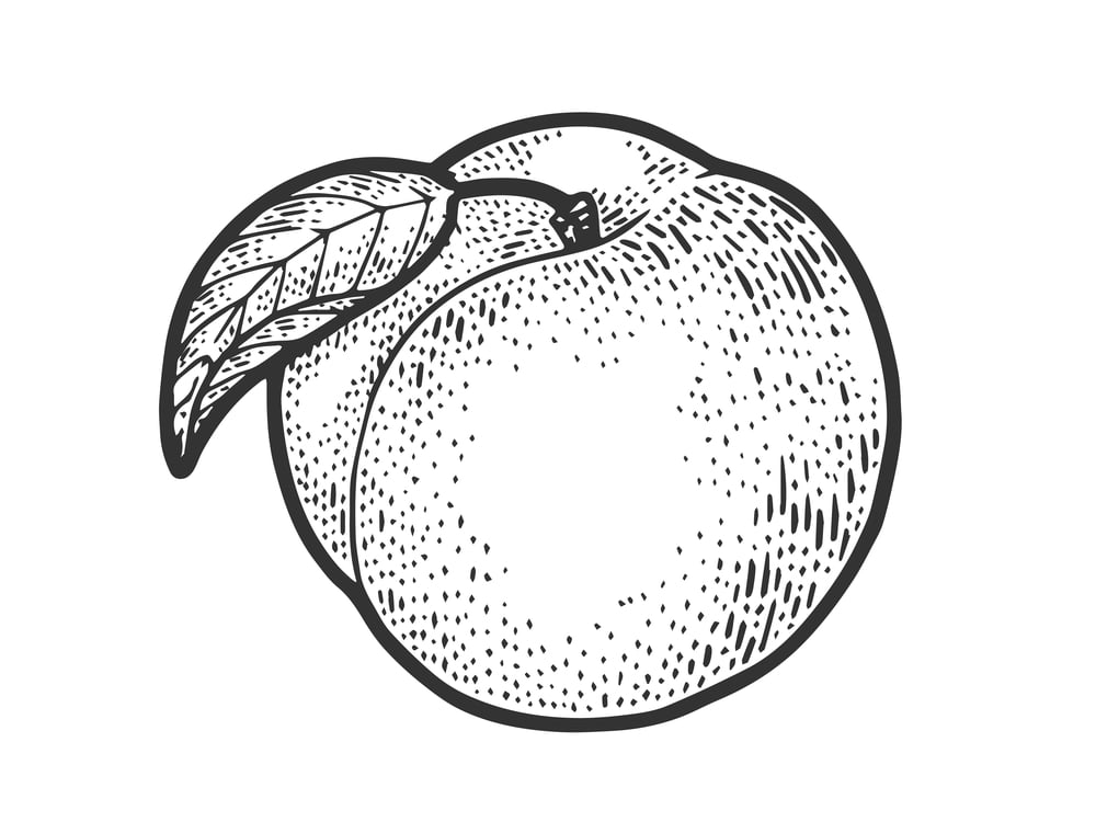 fresh peach illustration in black and white 