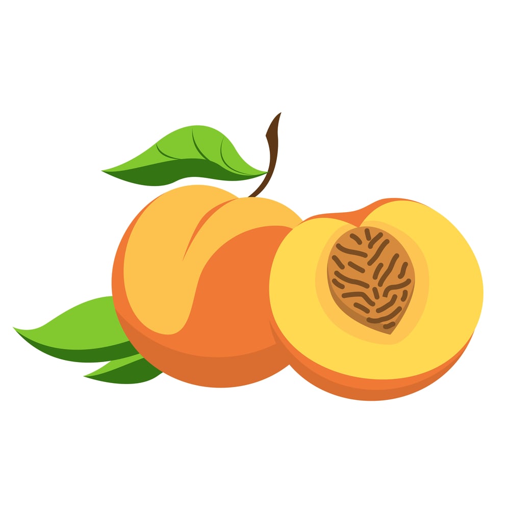 peach illustration in color