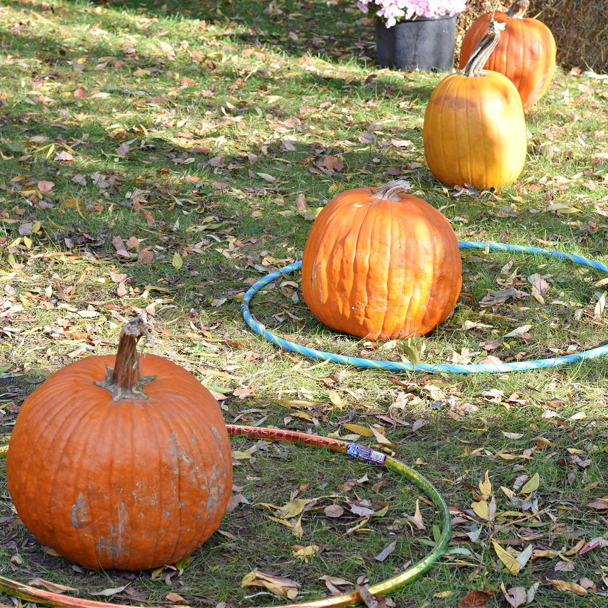 pumpkins in a row